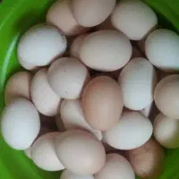 تخم مرغ محلی نطفه دار