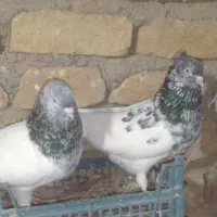 کله کاکلی|پرنده|ملکآباد, |دیوار