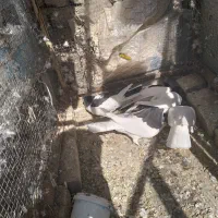 کبوتر چپ و راست و خال