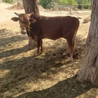 گاو نر فروشی