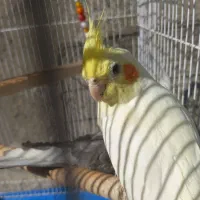 فروش عروس هلندی