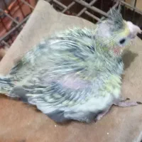 جوجه عروس هلندی|پرنده|بندرعباس, |دیوار