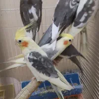 عروس هلندی|پرنده|تهران, بریانک|دیوار