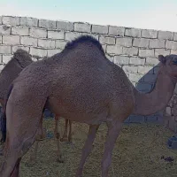 هاشی شتر