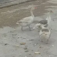 غاز ماده تخم گذار و نر