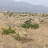 زمین باغی روستای دشت ارژن|فروش زمین و ملک کلنگی|شیراز, گلدشت معالی‌آباد|دیوار