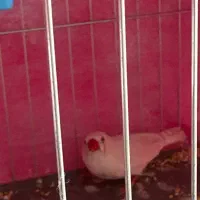 فنچ|پرنده|صدرا-فارس, فاز ۱|دیوار