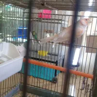 قناری نر موزایکی بخون به شرط موزایکی اماده جفت