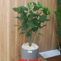 درختچه مصنوعی|گل مصنوعی|خورموج, |دیوار