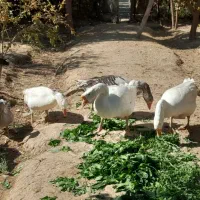 قوغاز|حیوانات مزرعه|پیشوا, |دیوار