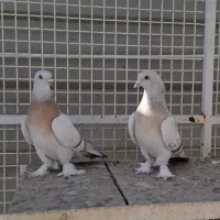 کفتر جفتی|پرنده|شیراز, شهرک گلستان|دیوار