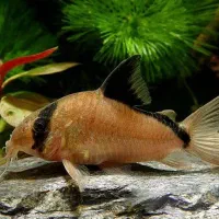 کت رد و ردماربل جولی پاندا پیگمی جیرجیرک