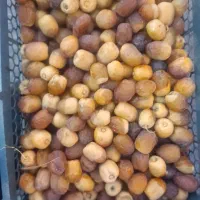 فروش رطب مرداسنگ درجه یک و هلیلی