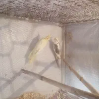 یک جفت عروس هلندی زیبا