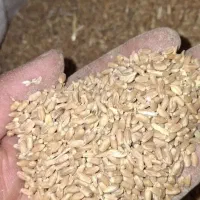 گندم مخصوص کشت و پروار دام