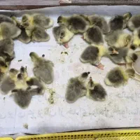 جوجه غاز محلی