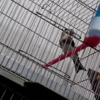 یک عدد سهره نر عطیقه