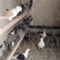 کبوتر تهرانی|پرنده|رباطکریم, الارد|دیوار