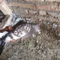 کبوتر سینه ای