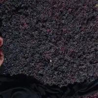 زرشک کوهی|خوردنی و آشامیدنی|شیروان (خراسان), |دیوار