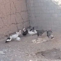 خرید فروش پرندگان