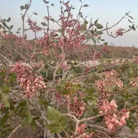 باغ-پسته