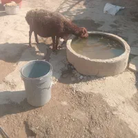 میش بره دار