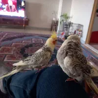 عروس هلندی دستی و زیبا
