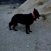 ژرمن بلک شولاین