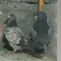 کبوتر رفتنی