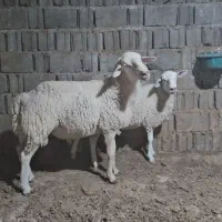 میش و غول رومانوف اصل