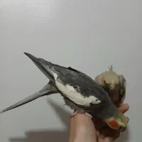 جفت کارداده عروس هلندی|پرنده|تهران, مسعودیه|دیوار