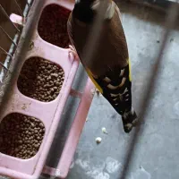 سهره|پرنده|تهران, انبار نفت|دیوار