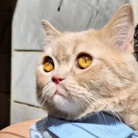 گربه ی میکس بریتیش اسکاتیش