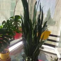 گل و گیاه اپارتمانی|گل و گیاه طبیعی|کرج, کوی کارمندان شمالی|دیوار