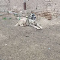 ۲ عدد سگ گله ای