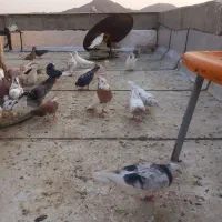 جفت طوقی طلا|پرنده|کرج, شهرک البرز ۳|دیوار
