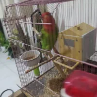 جفت طوطی کوتوله برزیلی