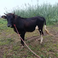 ۲ راس لیشه چالوسی