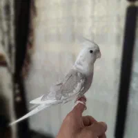 عروس هلندی البینو