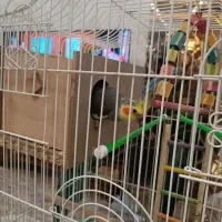 عروس هلندی باجوجه