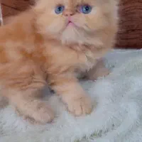 واگذاری بچه گربه پرشین|گربه|ری, علایین|دیوار