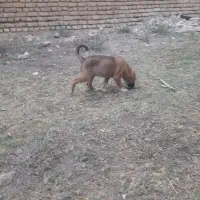 واگذاری سگ سرابی اصیل|سگ|مرند, |دیوار