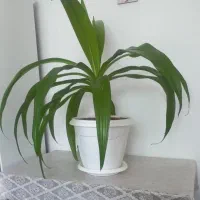 اشک ملک . خوش یمن