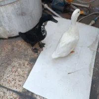 اردک نرو ماده