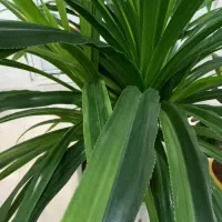 گل زینتی آپارتمانی|گل و گیاه طبیعی|سقز, |دیوار