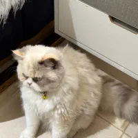 فروش گربه نژاددار خوشگل و اصیل|گربه|کیش, |دیوار