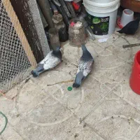 جفت کبوتر طاووسی|پرنده|مشهد, کشف|دیوار