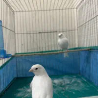 جفت جوجه قناری