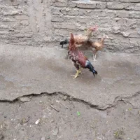 مرغ|حیوانات مزرعه|باینگان, |دیوار